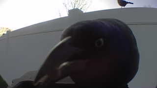 american crow