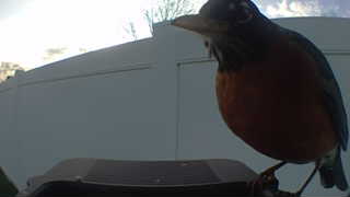 american robin