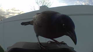 american crow