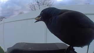 american crow