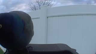 european starling