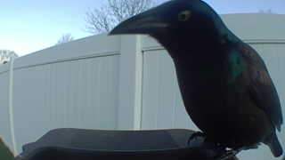 common grackle