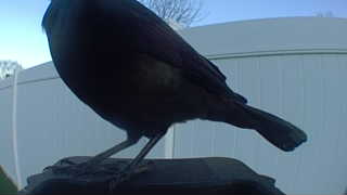 american robin