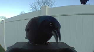 common grackle
