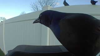 common grackle