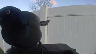 common grackle