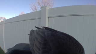 canada goose