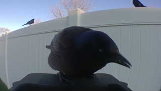 common grackle
