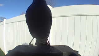 brown-headed cowbird