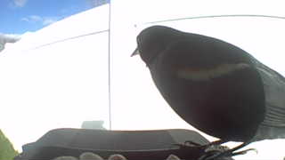 red-winged blackbird