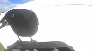common grackle