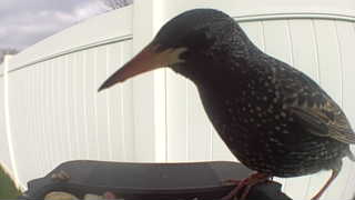 european starling