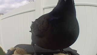rock pigeon