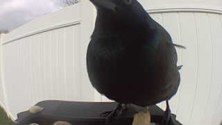 common grackle