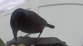 common grackle