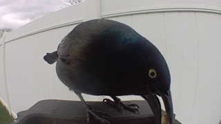 common grackle