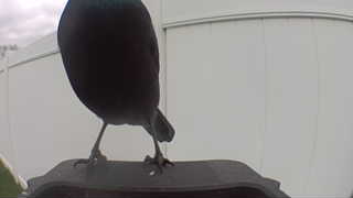 european starling
