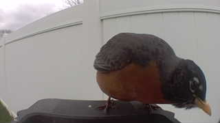 american robin