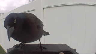 common grackle