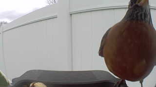 american robin