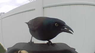 common grackle
