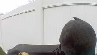 american robin