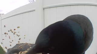 common grackle