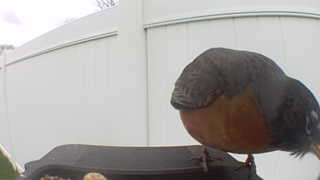 american robin