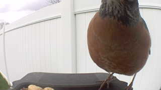 american robin
