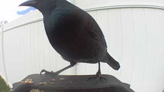 common grackle