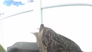 european starling