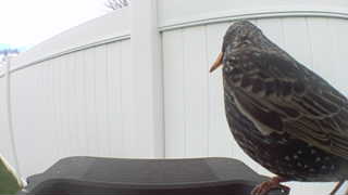 european starling