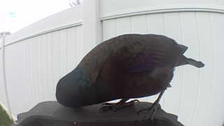 common grackle