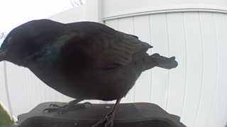 common grackle