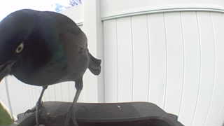 common grackle