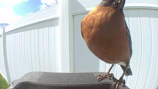 american robin