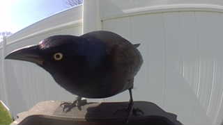common grackle