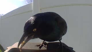 common grackle