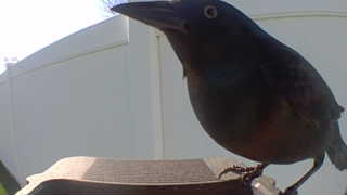 european starling
