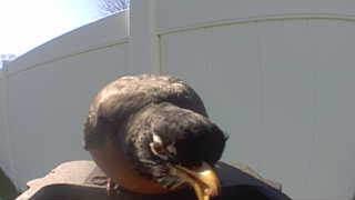 american robin