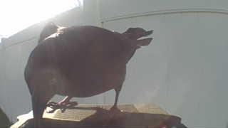 american robin