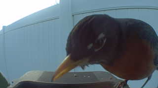 american robin