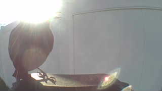 american robin
