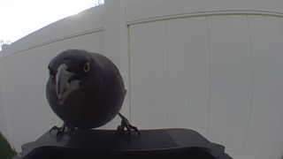 american crow