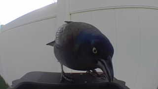 common grackle