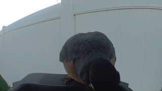 mourning dove