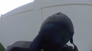 common grackle