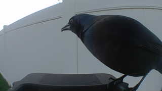 common grackle