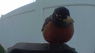american robin