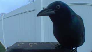 common grackle